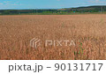 Wheat field panorama with hills on the back. 90131717