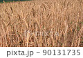 Closeup panorama of wheat field. 90131735