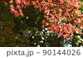 Autumn leaves Irohamomiji 90144026