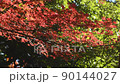 Autumn leaves Irohamomiji 90144027