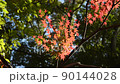 Autumn leaves Irohamomiji 90144028