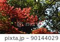 Autumn leaves Irohamomiji 90144029