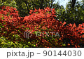 Autumn leaves Irohamomiji 90144030