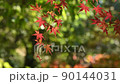Autumn leaves Irohamomiji 90144031
