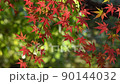 Autumn leaves Irohamomiji 90144032