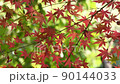 Autumn leaves Irohamomiji 90144033