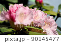 Ishikusuhana swaying in the wind Slow motion 0.5x speed pull focus 90145477