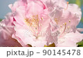 The screen is filled with two Ishikusu flowers swaying in the wind Slow motion 0.5x speed 90145478