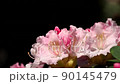 Ishikusuhana swaying in the wind Slow motion 0.5x speed on a dark background 90145479