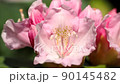 Ishikusuhana swaying in the wind Slow motion 0.5x speed & pull focus 90145482
