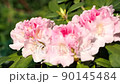 Ishikusuhana bird's-eye view slow motion 0.5x speed & pull focus version swaying in the wind 90145484