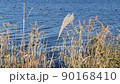 風になびくススキと涸沼の水面 90168410