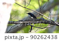 Siberian blue robin (with sound) 90262438