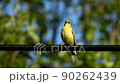 Yellow bunting singing (with sound) 90262439
