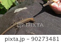 Give a spider to a lizard 90273481