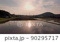Reflective sunset on rice fields 90295717