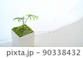 靠窗擺放的觀賞植物（桌棕櫚） 90338432