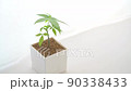 窗邊放置的觀賞植物（Pachira） 90338433