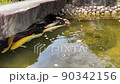 鯉 90342156
