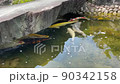 鯉 90342158