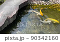 鯉 90342160