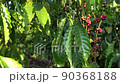 Coffee beans ripening, fresh coffee,red berry branch, industry agriculture on tre 90368188