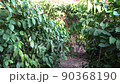 Coffee beans ripening, fresh coffee,red berry branch, industry agriculture on tre 90368190