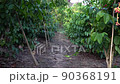 Coffee beans ripening, fresh coffee,red berry branch, industry agriculture on tre 90368191