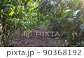 Coffee beans ripening, fresh coffee,red berry branch, industry agriculture on tre 90368192