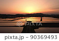 Scenery of rice fields after rice planting 90369493