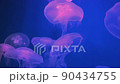 Group of fluorescent pink jellyfish swimming in Aquarium pool. transparent jellyfish underwater footage with glowing medusa moving around in the water. marine life wallpaper background 90434755