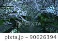 Cherry blossoms at night 90626394