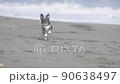 一隻狗拿著玩具沿著海灘跑 90638497