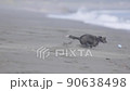 狗在沙灘上玩 90638498