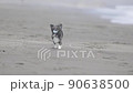 一隻狗拿著玩具沿著海灘跑 90638500
