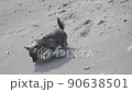 狗在沙灘上玩 90638501