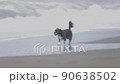 沿著海灘散步的狗 90638502