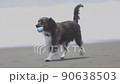 沿著海灘散步的狗 90638503