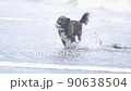 狗在沙灘上玩 90638504