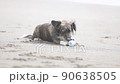 狗在沙灘上玩 90638505