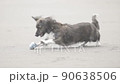狗在沙灘上玩 90638506