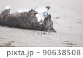 狗在沙灘上玩 90638508