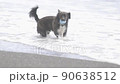 狗在沙灘上玩 90638512