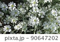 Vertical Phlox subulata white petals flowering attractive plant HD footage. Carpet of grassy silvery leaves white phlox five-petals plants background. White flowers of carnation family. 90647202
