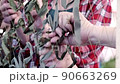 Womens hands weaving camouflage net for army, volunteers make camouflage protection for military needs, selective focus 90663269