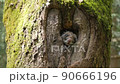 Flying squirrel tree hollow 90666196