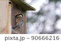 Serving Varied Tit Hina 90666216