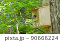 Parenting in a Varied Tit Birdhouse 90666224