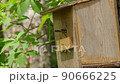 Parenting in a Varied Tit Birdhouse 90666225