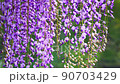  紫藤花 90703429